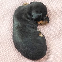 Dachshund Puppies from Beyond the Tail