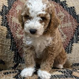Oliver - Cream male Poodle puppy in Lance Creek, Wyoming from CK Poodles LLC