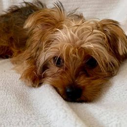 Maltese and Yorkshire Terriers from S & P Farms