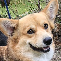SuzyQ  - Pembroke Welsh Corgi