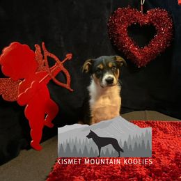 Boy 1 - Tri-color Australian Koolie puppy in Colorado from Kismet Mountain Koolies