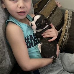 Boston Terrier Puppies from Christina's Boston Terriers