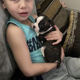 Boston Terrier Puppies from Christina's Boston Terriers