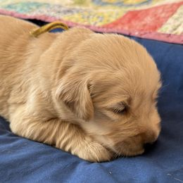 Ms. Yellow - Light golden female Golden Retriever puppy in Brentwood, California from Golden M Family Farms