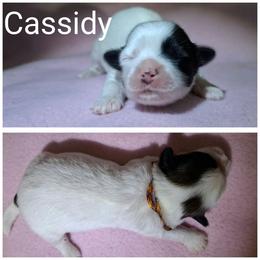 Cassidy - Parti female Lhasa Apso puppy in Cincinnati, Ohio from Shangri-La Lhasa Apsos