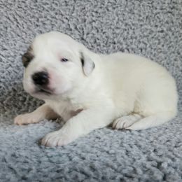 Patch - eye patch badger - White and badger female Great Pyrenees puppy in Monmouth, Maine from Flewelling Great Pyrenees