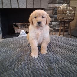 Blue Boy - Golden male Golden Retriever puppy in Howell, Michigan from Robbin's Treasures