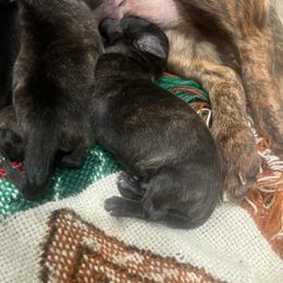 Rue - Brindle female Dachshund puppy in East Dover, Vermont from Audet’s Mini Dachshunds