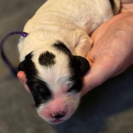 Blair - Black and white female Bernedoodle puppy in Malden, Illinois from Doting Doodles