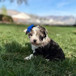 Tri- Colored boy - Blue merle male Aussiedoodle puppy in Plain City, Utah from Myers Desert Doodles