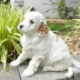 Petite Parti Pattie - Parti female Goldendoodle puppy in Boaz, Alabama from Doodles All Day