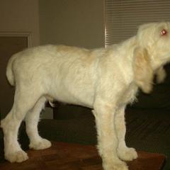 Spinone Italiano Puppies from Ilvolare Spinone