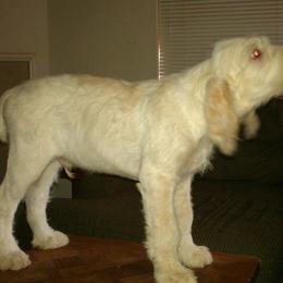 Spinone Italiano Puppies from Ilvolare Spinone