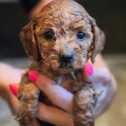 Tan collar - Cream male Goldendoodle puppy in Connecticut from Valley View Doodles
