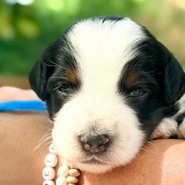 Blue boy - Tri-color male Bernedoodle puppy in Waukesha, Wisconsin from Bernedoodle Boutique (and Cavapoos)