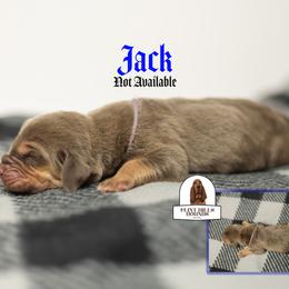 Jack Skellington - Liver and tan male Bloodhound puppy in Wamego, Kansas from Flint Hills Hounds