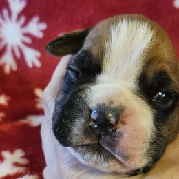 Boy 1 - Boxer puppy from Meredith's Boxer Puppies