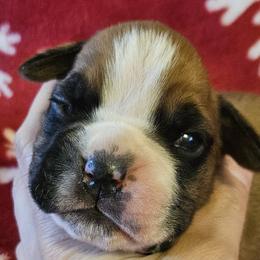 Boy 1 - Boxer puppy from Meredith's Boxer Puppies
