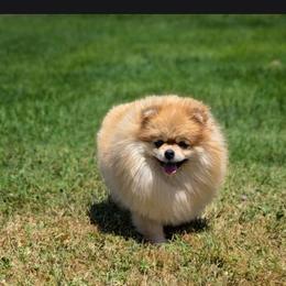 Potato momma - Orange female Pomeranian puppy in Los Angeles, California from Pommies of LA