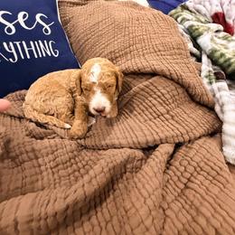 Maverick - Red  male Goldendoodle puppy in Anthem/Phoenix, Arizona from Ironwood Doodles