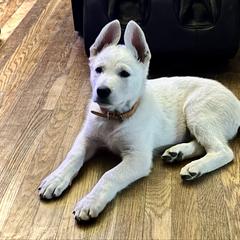 Romance - White male Berger Blanc Suisse puppy in West Alexandri, Ohio from Twisted Acres