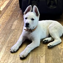 Romance - White male Berger Blanc Suisse puppy in West Alexandri, Ohio from Twisted Acres