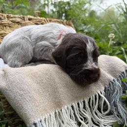 Wirehaired Pointing Griffon Puppies from Idleista Grand Chasseur