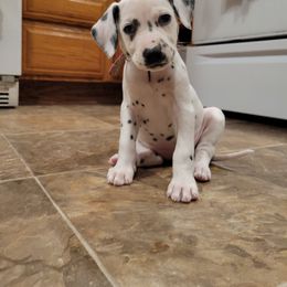 Dalmatian Puppies from Rock Creek Dalmatians