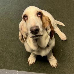 Willow - Basset Hound