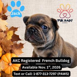 Jack - Tricolors male French Bulldog puppy in Michigan from Fur Baby Farms