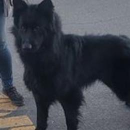 Dachshunds and German Shepherds from Whisper Gray