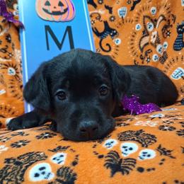 Puppy 2 - Black female Labrador Retriever puppy in Centreville, Maryland from Barbihaus Kennels