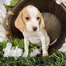 Lavander - Lemon and white female Beagle puppy in Katy, Texas from Houston’s Howlin’ Hounds