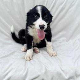 Black Male II - Black and white male Border Collie puppy in Okeechobee, Florida from Cowtown Corgis & Border Collies