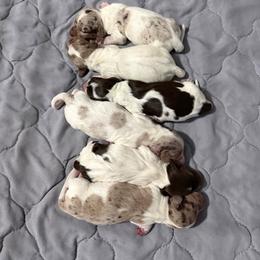 Dachshund puppies from Thomas Dachshunds