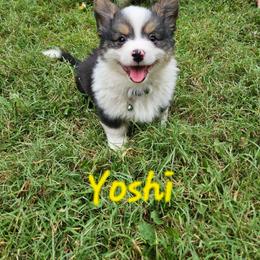 Yoshi - White and black male Pembroke Welsh Corgi puppy in Norwood, Missouri from McGraw's Paws 🐾