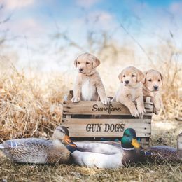 Labrador Retrievers from Surefire Gun Dogs