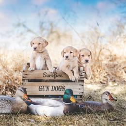Labrador Retrievers from Surefire Gun Dogs