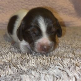 Dachshund Puppies from Whitesboro Dachshund