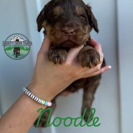 Noodle - Phantom male Goldendoodle puppy in Ocoee, Tennessee from Liberty Creek Farms