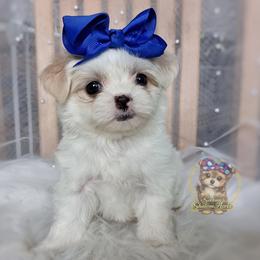 Korean Glen - White and tan male Mal-Shi puppy in Barren Springs, Virginia from Seeking Shalom Acres Maltese, Maltipoos & Havamalts