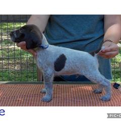 Blue - Liver and white male German Wirehaired Pointer puppy in Umatilla, Florida from Double D Picards and GWPs