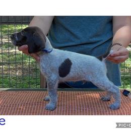 Blue - Liver and white male German Wirehaired Pointer puppy in Umatilla, Florida from Double D Picards and GWPs