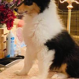 Collie Puppies from Plum Creek Collies