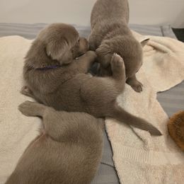 Labrador Retriever Puppies from Ellis Labs