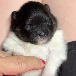 Girl 2 - Black and tan parti female Pomeranian puppy in Snohomish County, Washington from Heartlove Poms