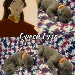 Ursa - Blue female Great Dane puppy in Pollock, Louisiana from Danes Done Right