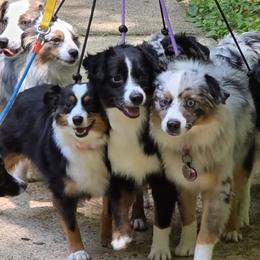 Border Collies and Toy Australian Shepherds from Hoffman Forest Acres LLC