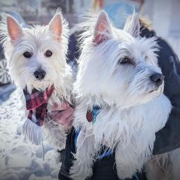 Mia - West Highland White Terrier