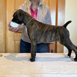 Linc - Brindle male Boxer puppy in Green Bay, Wisconsin from Nancy's Boxers